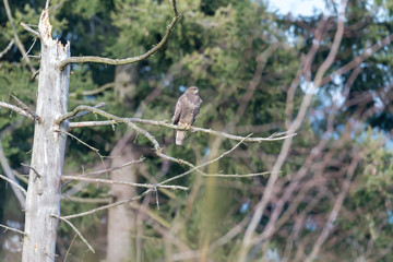 Mäusebussard