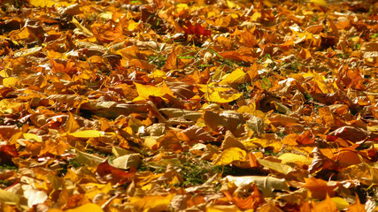 fallen yellow maple leaves lying on the ground