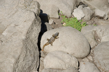 Eidechse auf Table Mountain