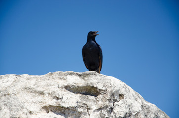 Vogel auf Table Mointain