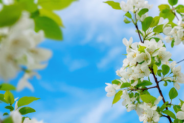 Delicate white blooming apple tree on a background of blue sky. Beautiful Abstract spring background, minimal composition. Romantic bright floral backdrop