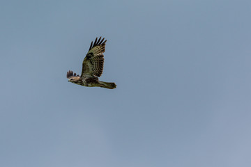 Mäusebussard