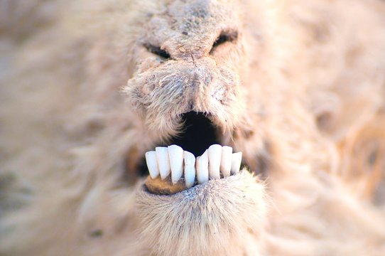 Close-Up Of Goat Teeth