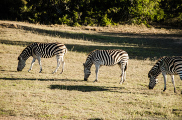 Fototapeta na wymiar Zebras in Südafrika