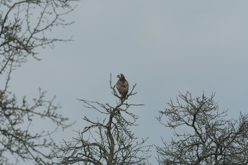 Mäusebussard