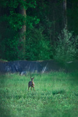 Young female roe deer in farm field.