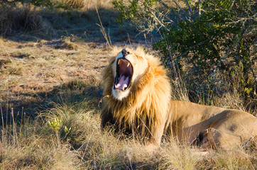 Löwe in Südafrika