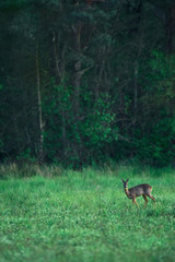 Young female roe deer grazing in fresh meadow at forest edge.