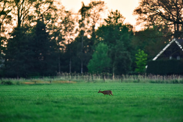 Naklejka na ściany i meble Female roe deer in meadow during sunset.