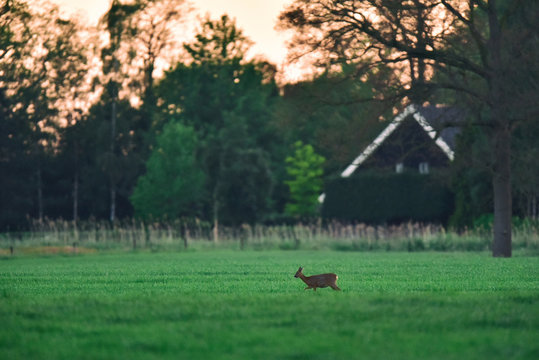 Female roe deer in meadow during sunset.