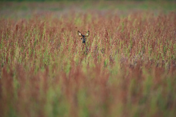 Female roe deer between tall grasses in early spring.