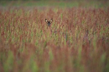 Female roe deer between tall grasses in early spring.