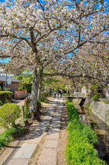 京都の哲学の道