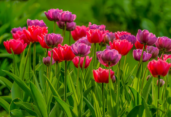 Tulip festival in St. Petersburg in the public Park on Elagin island in may 2019.