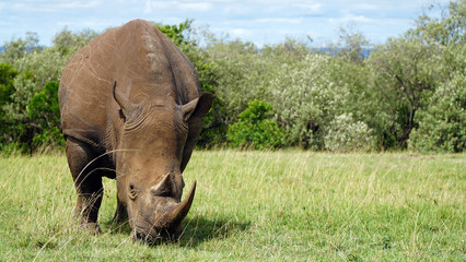 Naklejka premium African Rhino, National Park of Kenya