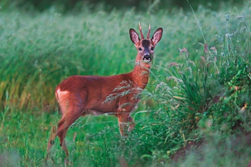 Young roebuck between tall grass in spring.