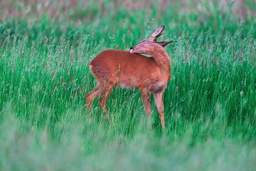 Young roebuck washing fur while standing between tall grass in spring.