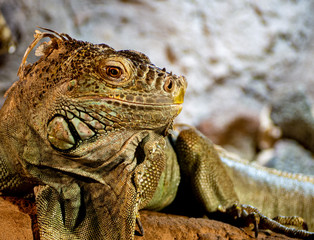 iguana lizard face 