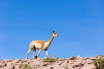 Photo of a guanaco walking