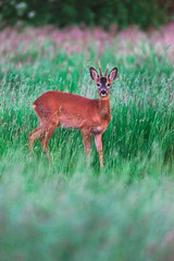 Young roebuck between tall grass in spring.