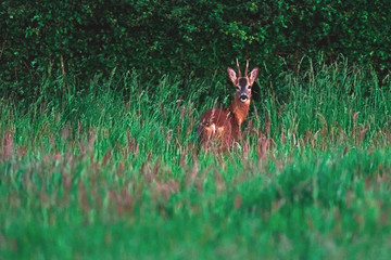 Young roebuck behind tall grass near hedge in spring.