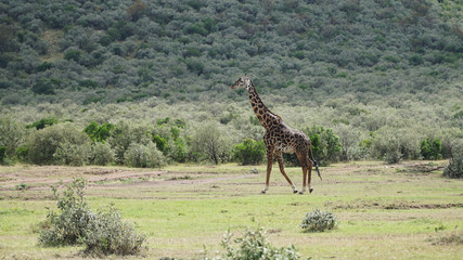 Free Giraffe In Kenya, Africa