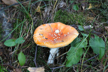 A poisonous mushroom in the bush