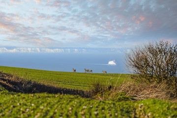 beautiful landscape with a small group of deer on the coast at sunset