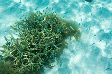 Acropora coral and many fishes