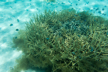 Fototapeta na wymiar Acropora coral and many fishes