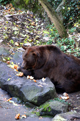 Beautiful big brown bear in zoo
