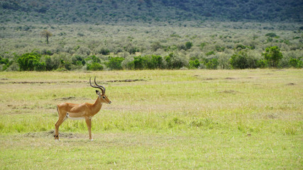 Naklejka na ściany i meble Male Impala Antelope in Wildlife
