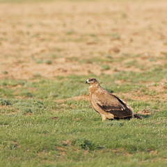Naklejka na ściany i meble   Steppe eagle (Aquila nipalensis) in a typical ecosystem of habitat. The steppe eagle (Aquila nipalensis) is a bird of prey. Like all eagles, it belongs to the family Accipitridae.