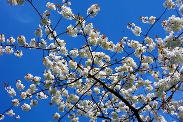 White blossom against a blue sky.