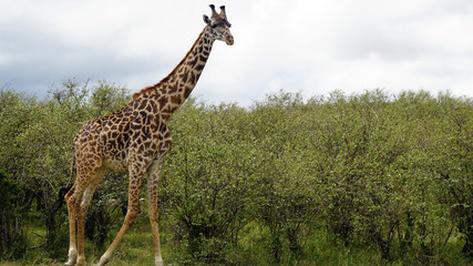 Giraffe Walking Against Green Trees