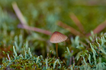 Small forest mushrooms