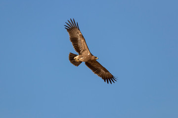 Fototapeta premium &nbsp; Steppe eagle (Aquila nipalensis) in a typical ecosystem of habitat. The steppe eagle (Aquila nipalensis) is a bird of prey. Like all eagles, it belongs to the family Accipitridae.