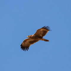   Steppe eagle (Aquila nipalensis) in a typical ecosystem of habitat. The steppe eagle (Aquila nipalensis) is a bird of prey. Like all eagles, it belongs to the family Accipitridae.