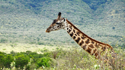 Giraffe Walk Through the Savanna Between the Plants