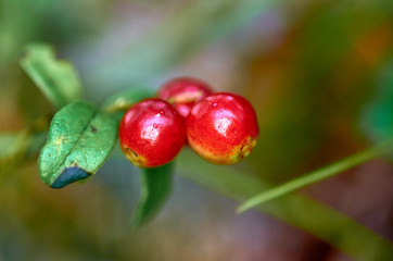 Forest cranberries