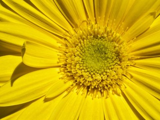 Beautiful macro of a yellow gerbera blossom