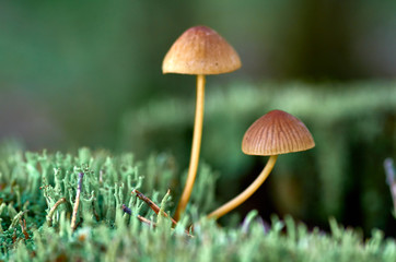 Small forest mushrooms