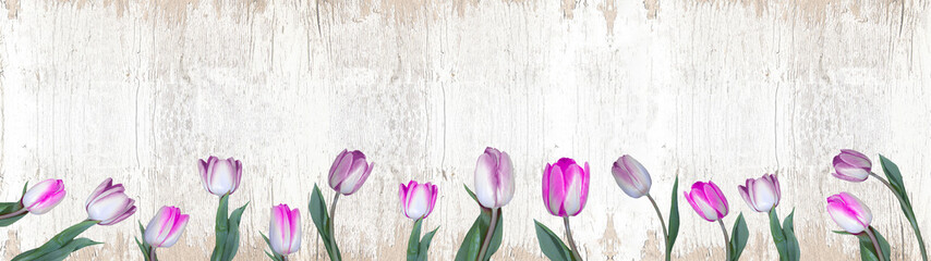 Spring background banner panorama – Pink white tulips isolated on white rustic wooden shabby vintage texture, with space for text