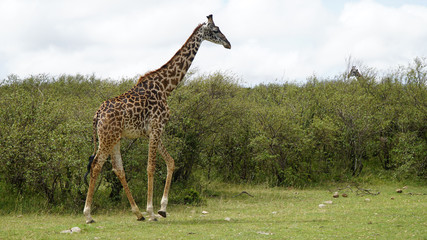 Beautiful Wild Giraffe Walking in the National Park