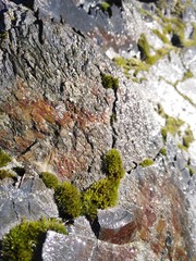 MossInCrackedRock_Macro