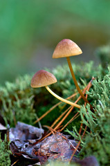 Small forest mushrooms