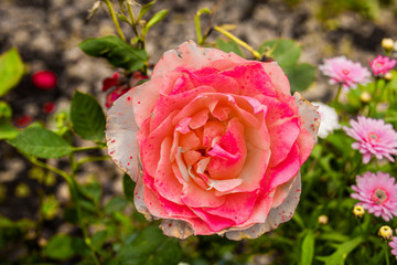 pink rose in garden