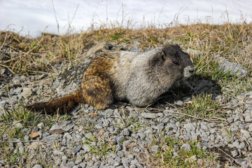Hoary marmot is a large, diurnal, burrowing rodent of the squirrel family, native to Eurasia and North America