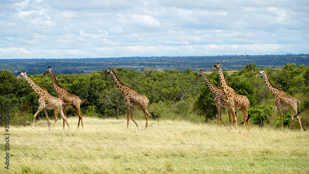 Wall mural wild giraffes in national park of kenya, africa