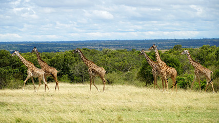 Naklejka na ściany i meble Wild Giraffes in National Park of Kenya, Africa